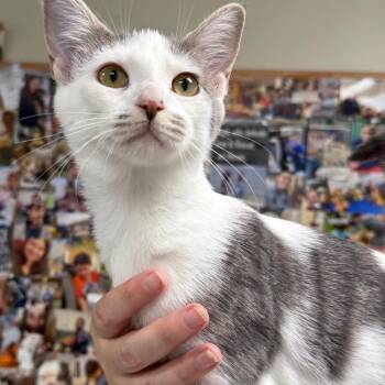 C26-051 Charlie -  Domestic Short Hair Cat for Adoption - C26-051 Charlie | PetCurious