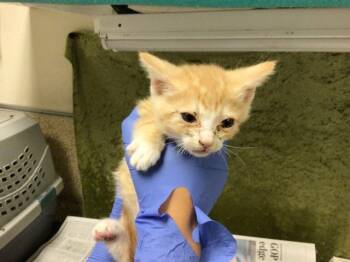 Domestic Short Hair Cats Available for Adoption in Riverside, California - TROUT | PetCurious