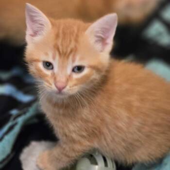 550 Squat -  Domestic Short Hair Cat for Adoption in Carencro, Louisiana - 550 Squat | PetCurious