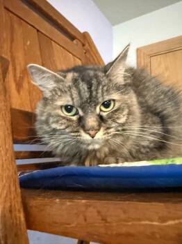 Dot -  Domestic Medium Hair Cat for Adoption in Sioux City, Iowa - Dot | PetCurious