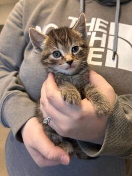 Rescue Domestic Short Hair Cats for Adoption in Minot, North Dakota - Wham | PetCurious