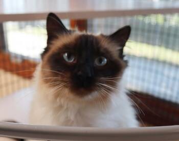 Ragdoll Cats Available for Adoption - Coco Chanel | PetCurious