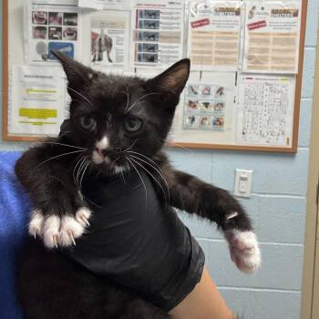Checkers -  Domestic Short Hair Cat for Adoption in Riverside, California - Checkers | PetCurious