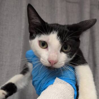G-Force -  Domestic Short Hair Cat for Adoption in Hattiesburg, Mississippi - G-Force | PetCurious
