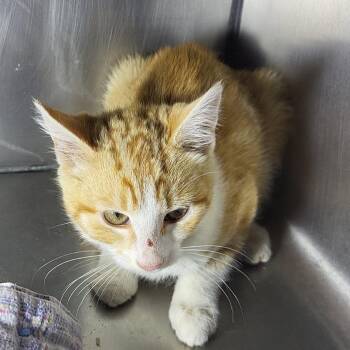 Biscuit -  Domestic Short Hair Cat for Adoption in Veneta, Oregon - Biscuit | PetCurious