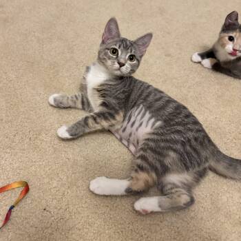 Blue Note -  Domestic Short Hair Cat for Adoption in Richmond, Virginia - Blue Note | PetCurious