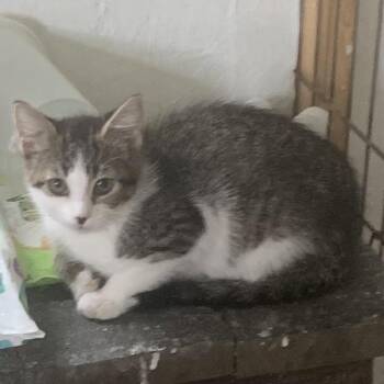 Calzone Estep -  Domestic Short Hair Cat for Adoption in Woodstock, Virginia - Calzone Estep | PetCurious