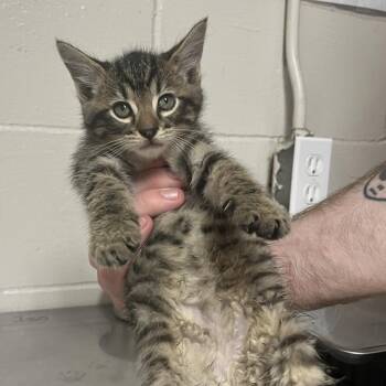 Ukelele -  Domestic Medium Hair Cat Available for Adoption in Birmingham, Alabama - Ukelele | PetCurious