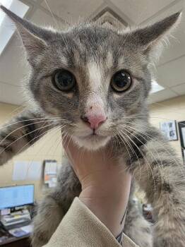 PUNCHY -  Domestic Short Hair Cat for Adoption in Aliquippa, Pennsylvania - PUNCHY | PetCurious