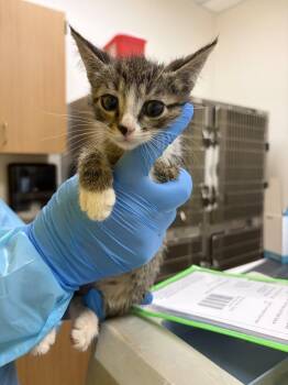 Finnick -  Domestic Short Hair Cat for Adoption in Raleigh, North Carolina - Finnick | PetCurious
