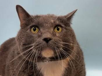 Miss Butters -  Domestic Short Hair Cat for Adoption in Woodbury, Minnesota - Miss Butters | PetCurious