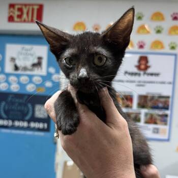 Polite Polly -  Domestic Short Hair Cat for Adoption in Columbia, South Carolina - Polite Polly | PetCurious