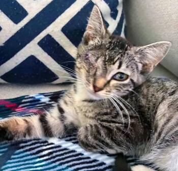 Apple -  Domestic Short Hair Cat for Adoption in Kansas City, Kansas - Apple | PetCurious