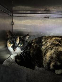 Domestic Short Hair Cats Available for Adoption in Conroe, Texas - PORCH KITTY | PetCurious