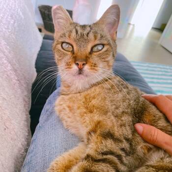 Rescue Domestic Short Hair Cats for Adoption in Volcano, Hawaii - Nanea | PetCurious