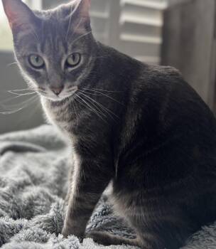 Burnt Bread -  Domestic Short Hair and Tabby Cat for Adoption in Chandler, Arizona - Burnt Bread | PetCurious