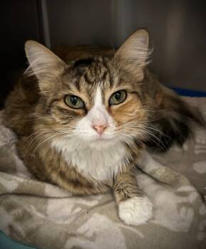 Rescue Domestic Medium Hair Cats for Adoption in Cottonwood, Arizona - Dreamy | PetCurious