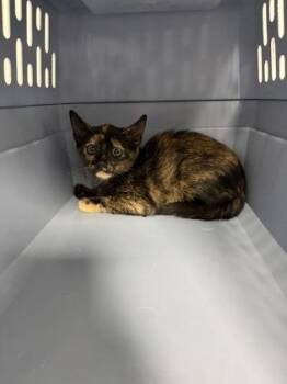 Pepper 818-26 -  Domestic Short Hair Cat for Adoption in Cumming, Georgia - Pepper 818-26 | PetCurious