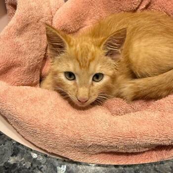 Pumpkin -  Domestic Short Hair Cat for Adoption in Silver Spring, Maryland - Pumpkin | PetCurious