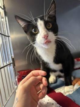Martin -  Domestic Short Hair Cat for Adoption in South Bend, Indiana - Martin | PetCurious