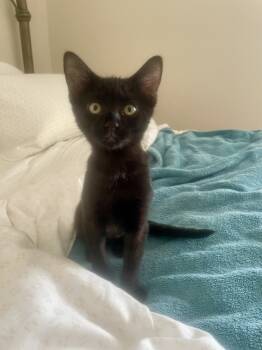 Rescue Domestic Short Hair Cats for Adoption in Stafford, Virginia - Rosemary | PetCurious