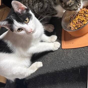 Valentina La Gatta -  Domestic Short Hair Cat for Adoption in Livingston, Texas - Valentina La Gatta | PetCurious