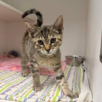 Atom -  Domestic Short Hair Cat for Adoption in Hawthorne, California - Atom | PetCurious