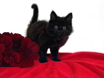 CRIMSON -  Domestic Medium Hair Cat for Adoption in Graham, Washington - CRIMSON | PetCurious