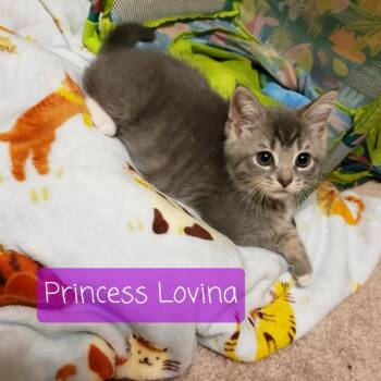 Princess Lovina -  Domestic Short Hair Cat Available for Adoption in Carmel, Indiana - Princess Lovina | PetCurious