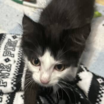 Rescue Domestic Long Hair Cats for Adoption in Pleasanton, California - Chandler | PetCurious