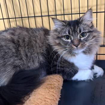 Villa -  Domestic Medium Hair Cat for Adoption in Webster, Texas - Villa | PetCurious