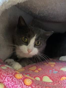 Diva -  British Shorthair Cat for Adoption in Cortland, New York - Diva | PetCurious