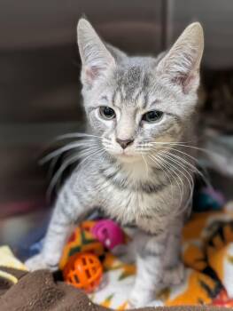 Domestic Short Hair Cats Available for Adoption in Chambersburg, Pennsylvania - Spearow | PetCurious