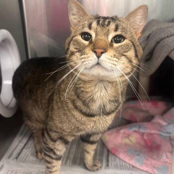 Tony Tiger (Sponsored Adoption) -  Domestic Short Hair Cat for Adoption in Belleville, Illinois - Tony Tiger (Sponsored Adoption) | PetCurious