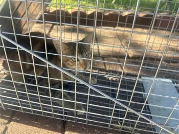 A661805 -  Domestic Short Hair Cat for Adoption in Houston, Texas - A661805 | PetCurious