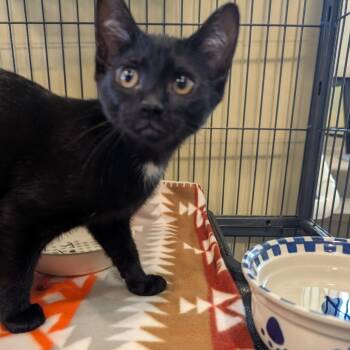 Domestic Medium Hair Cats Available for Adoption - Francie | PetCurious