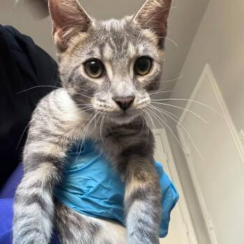 Benji -  Domestic Short Hair Cat for Adoption in Midland, Texas - Benji | PetCurious