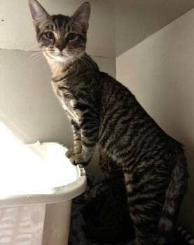 Rescue Domestic Short Hair Cats for Adoption in Hutchinson, Minnesota - Trick And Treat | PetCurious