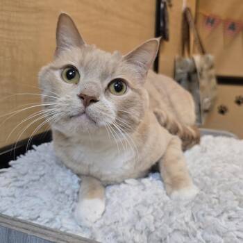 Scotch -  Domestic Short Hair Cat for Adoption in Warr Acres, Oklahoma - Scotch | PetCurious