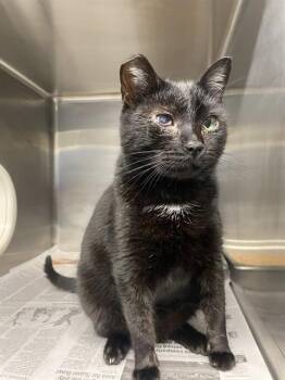 Domestic Short Hair Cats Available for Adoption - PURRLOCK HOLMES | PetCurious