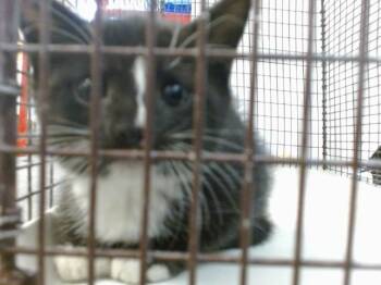 Rescue Domestic Short Hair Cats for Adoption in Doral, Florida - LITTLE BIT | PetCurious