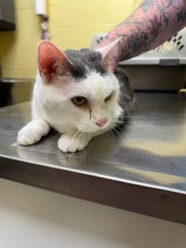 Domestic Short Hair Cats Available for Adoption in Crossville, Tennessee - Sissy (spayed) | PetCurious