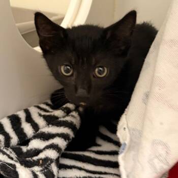 Arnold -  Domestic Short Hair Cat for Adoption in Ojai, California - Arnold | PetCurious