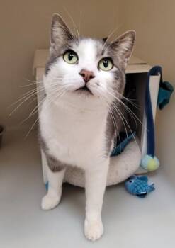 Domestic Short Hair Cats Available for Adoption in Kalispell, Montana - Chaco | PetCurious