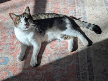 Domestic Short Hair Cats Available for Adoption in Cottonwood, Minnesota - Shawna | PetCurious