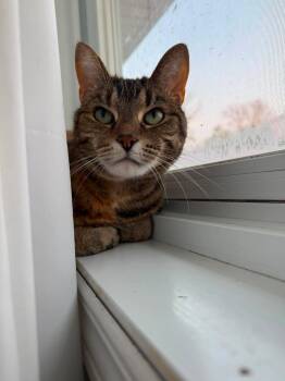 Mittens -  Domestic Short Hair Cat for Adoption in Athens, Ontario - Mittens | PetCurious