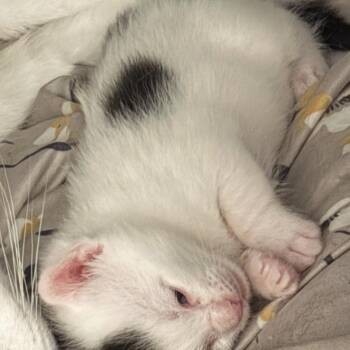 Trent -  Domestic Short Hair Cat for Adoption in New York, New York - Trent | PetCurious