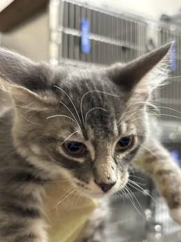 MARCUS -  Domestic Medium Hair Cat for Adoption in Las Vegas, Nevada - MARCUS | PetCurious