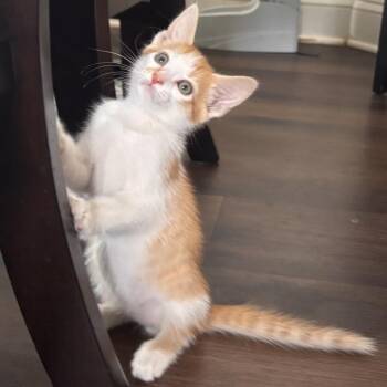 Gonzaga -  Domestic Short Hair Cat for Adoption in Port Richey, Florida - Gonzaga | PetCurious