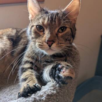 Domestic Short Hair Cats Available for Adoption in Danville, Vermont - Daisy | PetCurious
